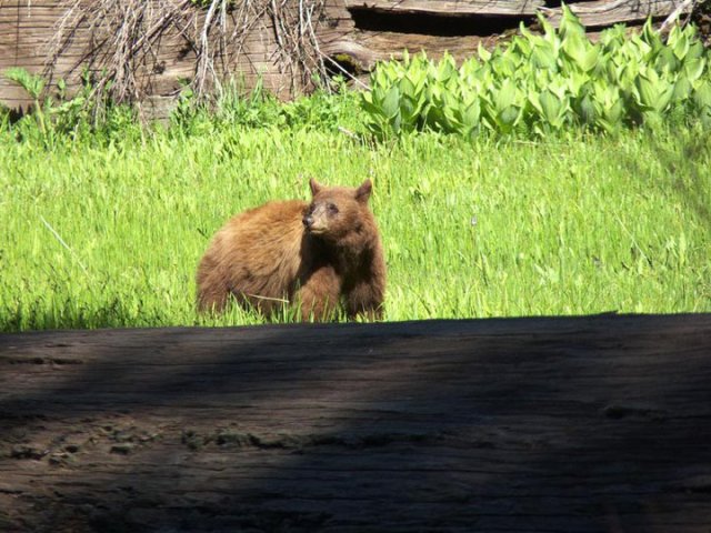 Black Bear Black Bear, Sequoia National Park