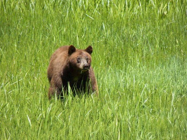 Black Bear Black Bear, Sequoia National Park