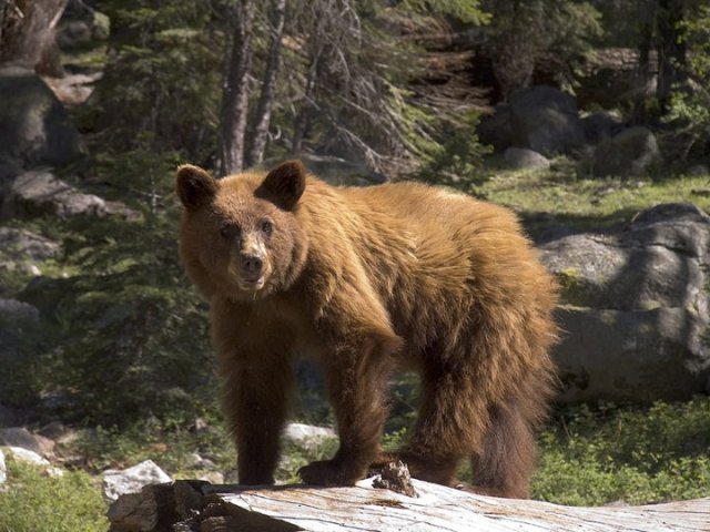 Black Bear Black Bear, Sequoia National Park