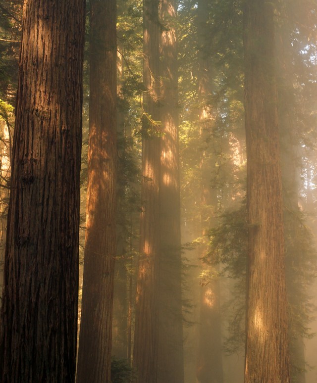 Coastal Redwood Trees