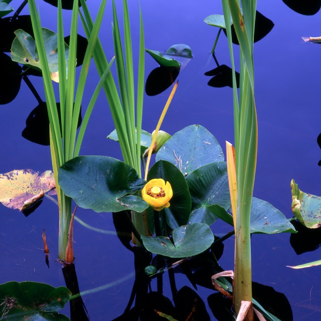 Water Lily