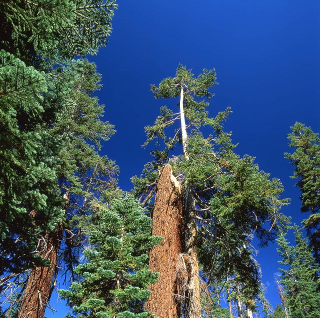 A Tree that has broken its back.