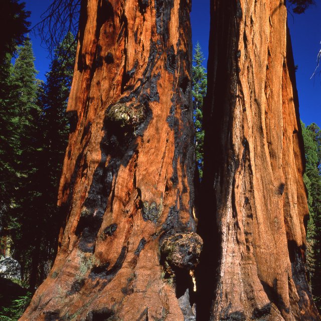 Giant Sequoia
