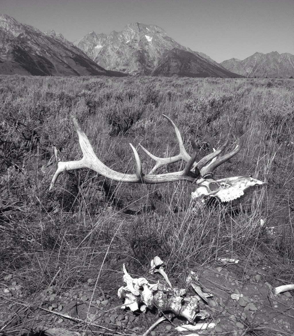 Elk Skeleton 