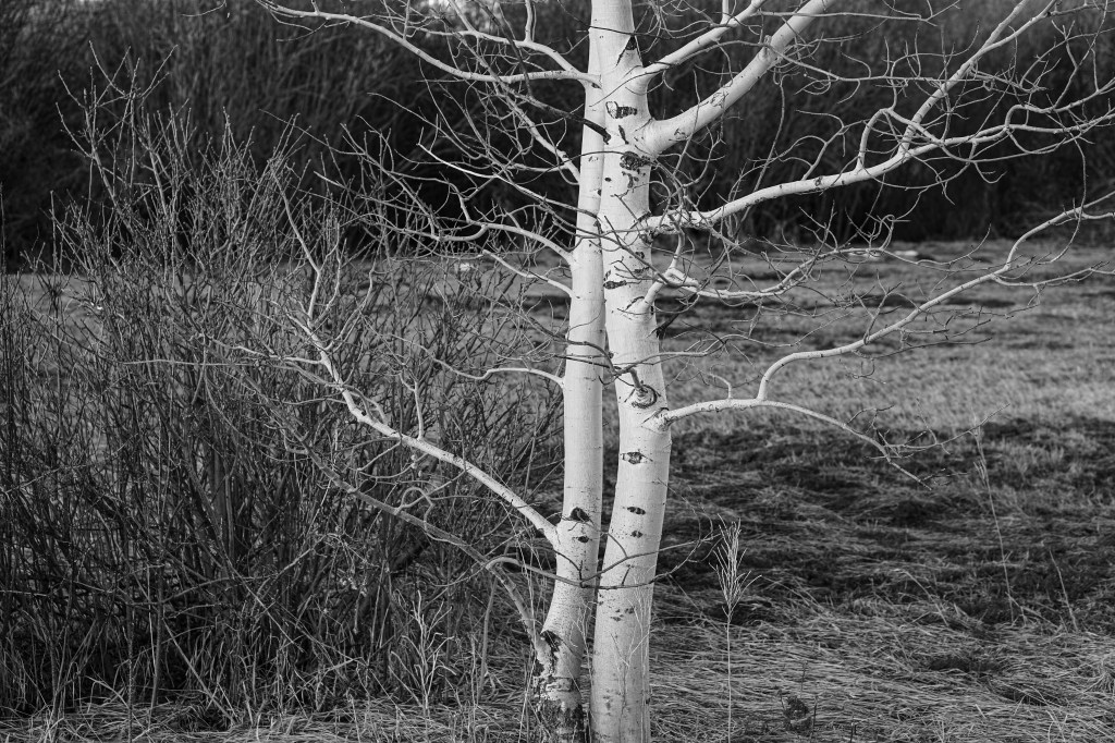 Aspen Trees and…