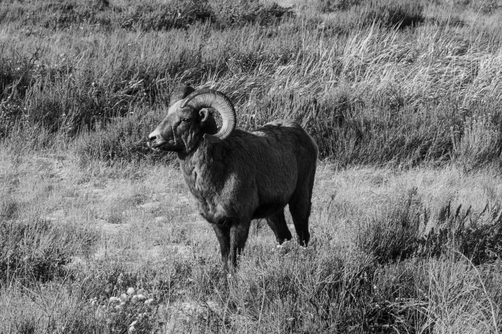Bighorn Sheep…