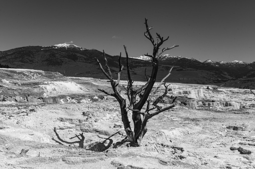 Mammoth Hot Springs